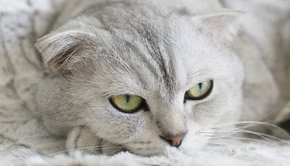 华体会hth体育-乐鱼：把海的鲜活带回家，开启健康美味的日常