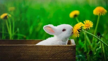 华体会hth体育-乐鱼：把海的鲜活带回家，开启健康美味的日常